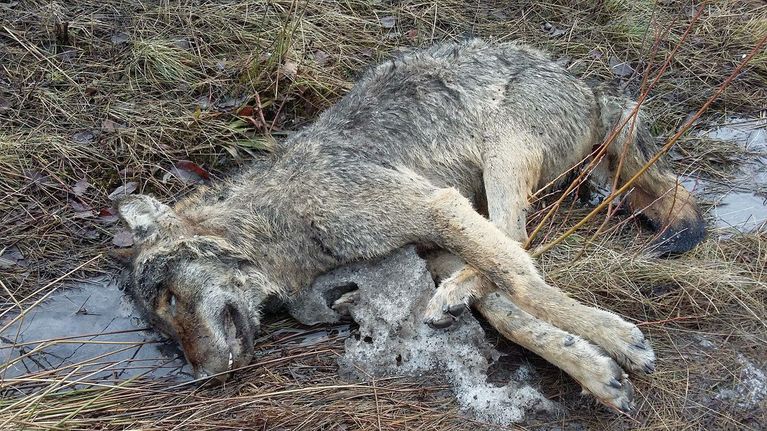 Sudeksi epäilty raato löytyi  viime lauantaina Vanhan Hämeenlinnatien varresta Nurmijärveltä. Se oli tutkijan mukaan ollut löytöhetkellä kuolleena jo useita päiviä.
