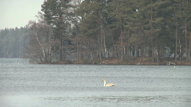 Littoistenjärvellä uiskenteli jo muutama joutsenkin.