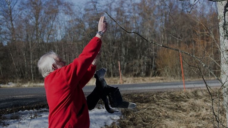 Kalevi Ahonen ripustaa merimetsokarkotinta