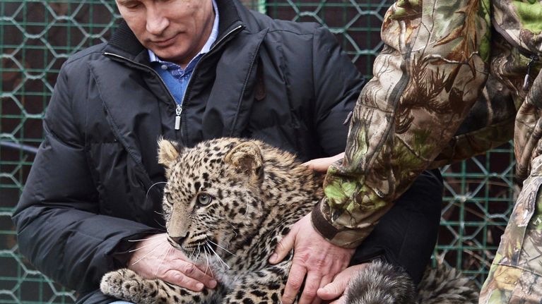 Putin leopardinpentu sylissään.