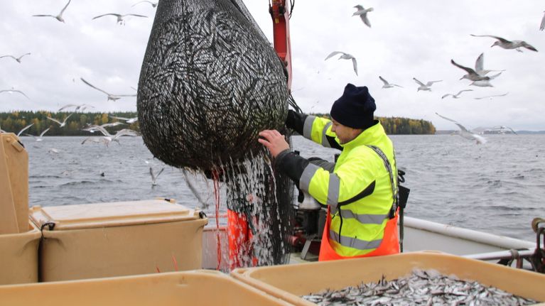 saimaa kalastus muikku troolaus lappeenranta 