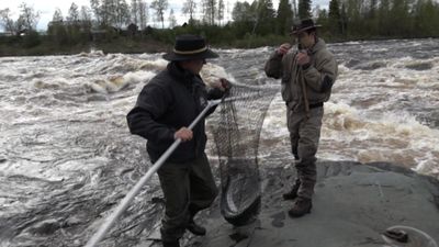 Kalastajia Tornionjoella