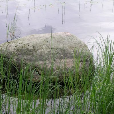 Sileäksi hioutunut rantakivi veden ympäröimänä rantapalpakkojen keskellä