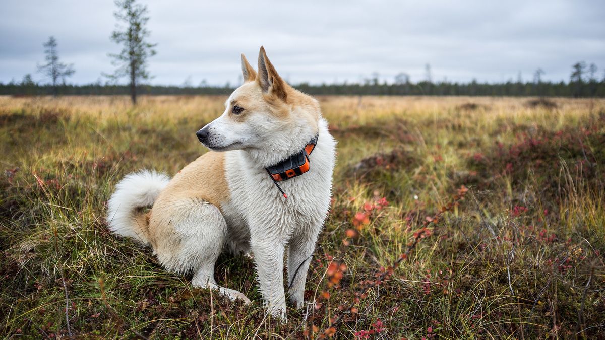 Pystykorva haukkuu saaliin pystyyn, mutta on kotona lempeä ...