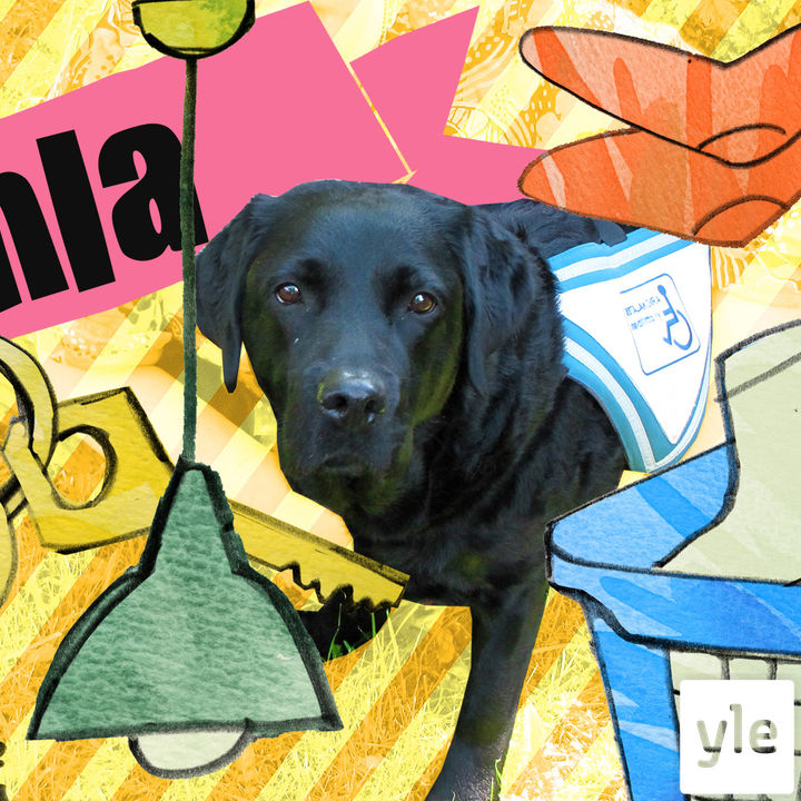Avustajakoira Venla episode artwork