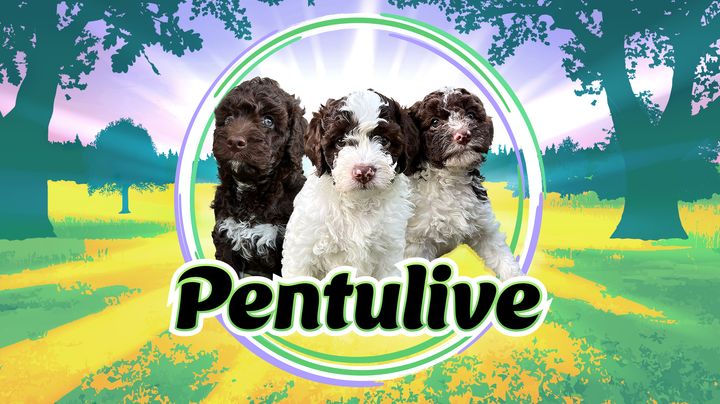 Kolme valkoruskeaa lagotto-koiranpentua seisoo vierekkäin värikkäässä maisemassa, alareunassa teksti "Pentulive". (Annukka Palmén-Väisänen / Yle  - Valokuvat: Minea Logje)